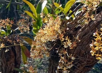 Campesinos mayas aprovechan orquídeas generadas por huracanes para emprender provecho