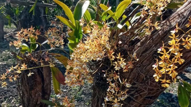 Campesinos mayas aprovechan orquídeas generadas por huracanes para emprender provecho