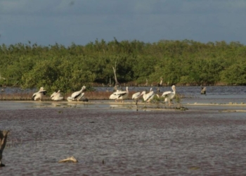 Reportan avistamiento de pelícanos no vistos desde hace más de 15 años en área protegida de Cozumel