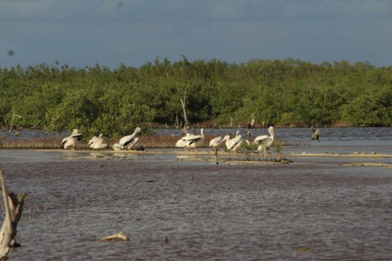 Reportan avistamiento de pelícanos no vistos desde hace más de 15 años en área protegida de Cozumel
