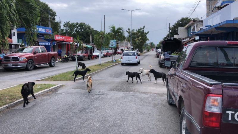 Perros inunda las calles de Felipe Carrillo Puerto sin que ninguna autoridad haga algo