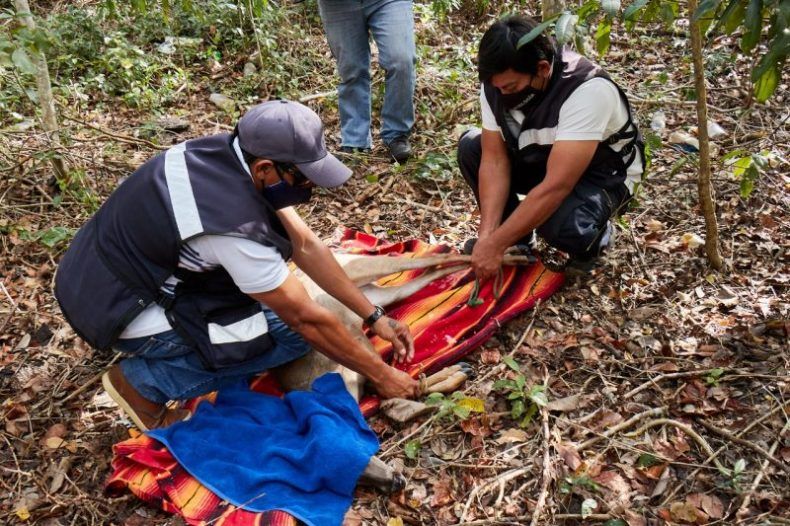 Rescatan a ejemplar de cola blanco y evitan que se ahogue en una piscina de Cozumel