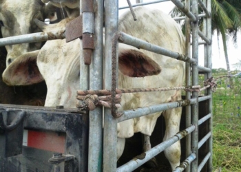 Ponen en riesgo sanidad pecuaria de Quintana Roo