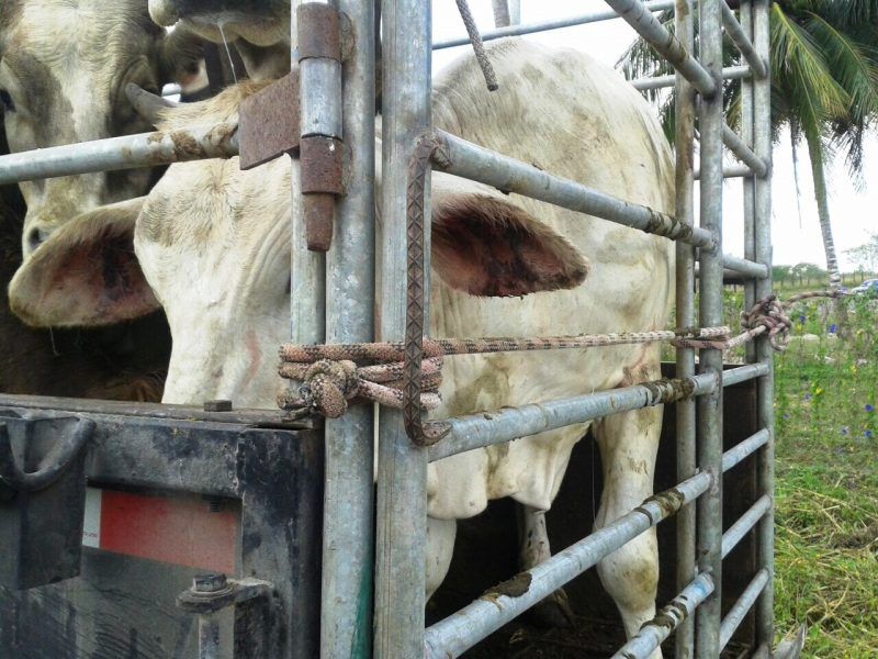Ponen en riesgo sanidad pecuaria de Quintana Roo