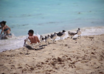Los arenales del Caribe mexicano están limpios de sargazo, dice López Obrador