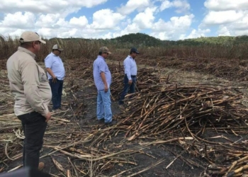 Supervisan corte de caña para mejorar la cosecha