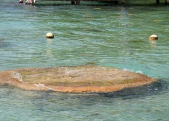 Campaña de protección a los estromatolitos en Bacalar