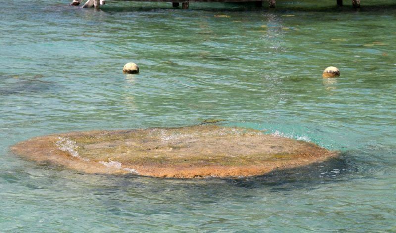 Campaña de protección a los estromatolitos en Bacalar