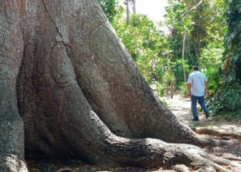 Legendaria Ceiba de Solferino permaneció sin mayores visitas durante Semana Santa