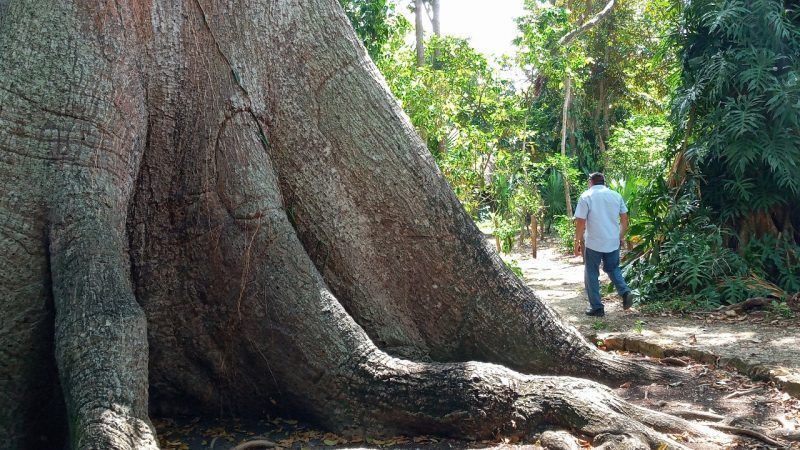 Legendaria Ceiba de Solferino permaneció sin mayores visitas durante Semana Santa