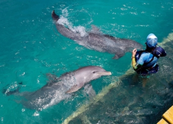 Anuncia Dolphin Company foro virtual por el Día Mundial del Delfín
