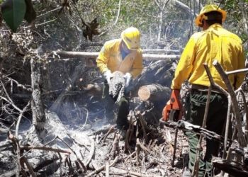 Incendio forestal en Othón P. Blanco ya afectó 30 hectáreas