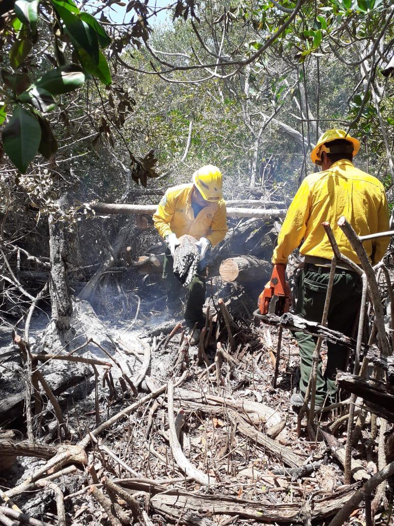 Incendio forestal en Othón P. Blanco ya afectó 30 hectáreas