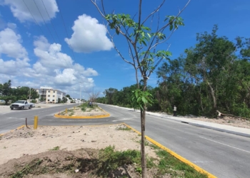 Reubicarán 19 mil de más de 26 mil árboles de la Ruta del Tren Maya