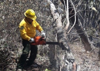La Conafor reporta dos incendios forestales en proceso en Quintana Roo