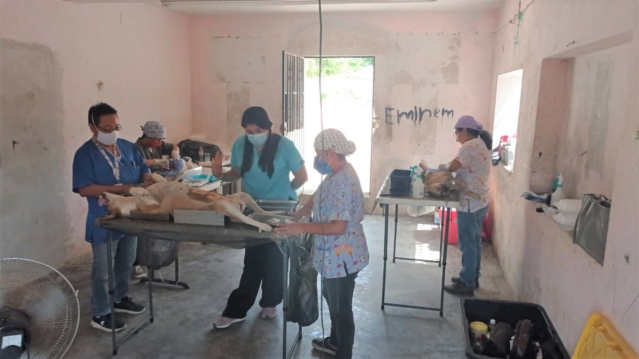 Campaña municipal de esterilización de perros y gatos en Dzitnup
