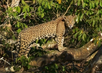 Fundación mexicana ratifica su compromiso con la conservación de la biodiversidad en la Península de Yucatán