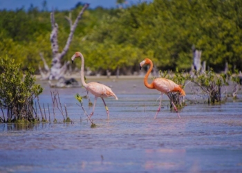 Fundación cozumeleña detecta a flamencos rosados en cuerpo lagunar de la isla