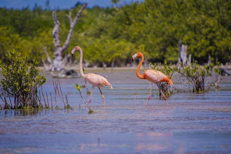 Fundación cozumeleña detecta a flamencos rosados en cuerpo lagunar de la isla
