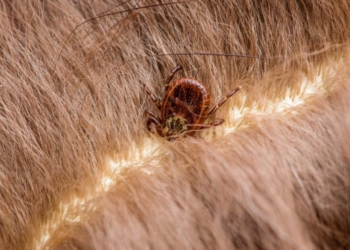 Fundamental proteger a mascotas de pulgas y garrapatas en temporada de calor