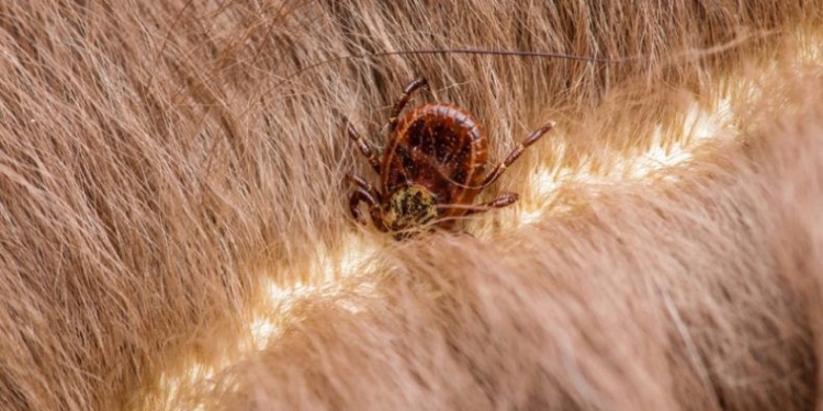 Macro Photo of Encephalitis Virus or Lyme Disease Infected Tick Arachnid Insect on Animal Fur