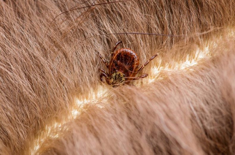 Fundamental proteger a mascotas de pulgas y garrapatas en temporada de calor
