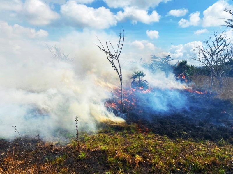 Extinguen cuatro incendios forestales en Puerto Morelos y uno en Othón P. Blanco
