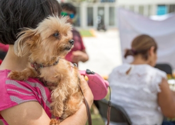 Advierten alta incidencia de enfermedades en humanos por convivencia con animales