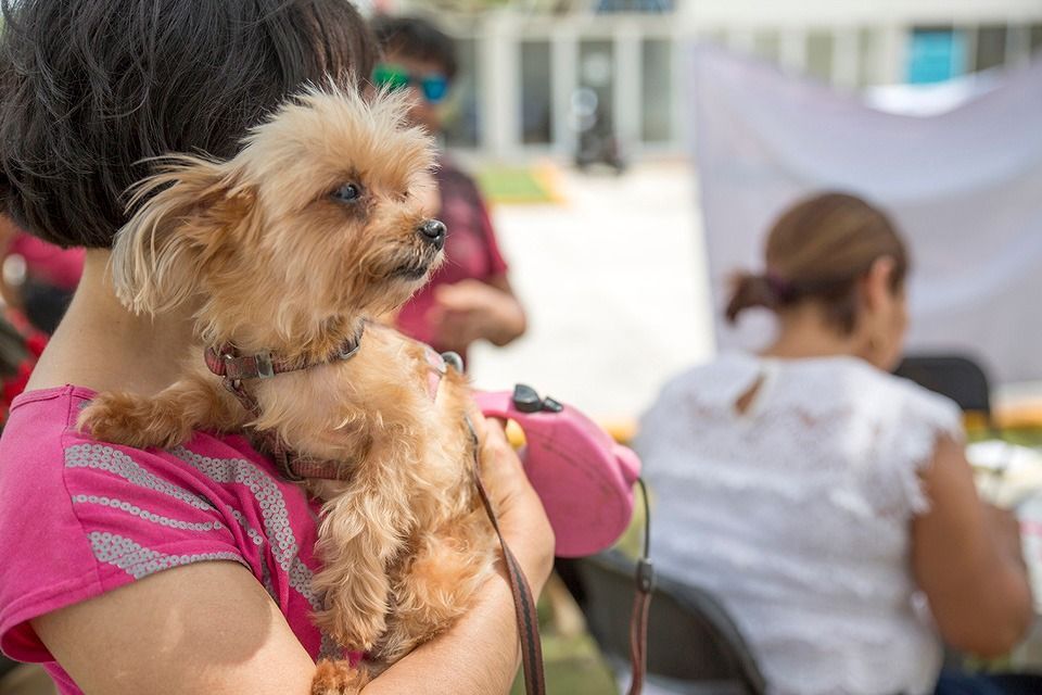 Advierten alta incidencia de enfermedades en humanos por convivencia con animales