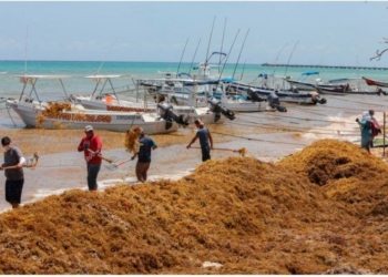 Quintana Roo: comenzó la llegada masiva de sargazo al paraíso