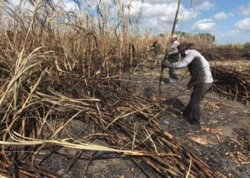 Cañeros de Quintana Roo aplazarán Zafra hasta mediados de julio