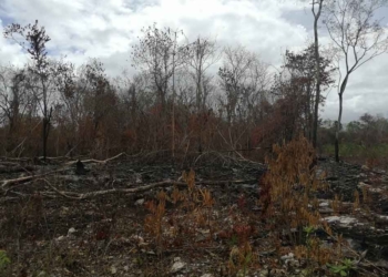 Instancias estatales y federales controlan y extinguen único incendio activo en Quintana Roo