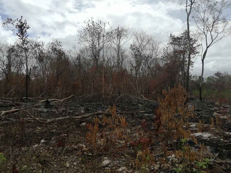 Instancias estatales y federales controlan y extinguen único incendio activo en Quintana Roo