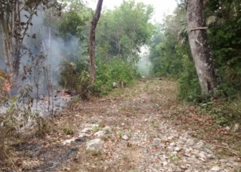 Conafor reporta cinco incendios activos en Quintana Roo con 635 hectáreas dañadas