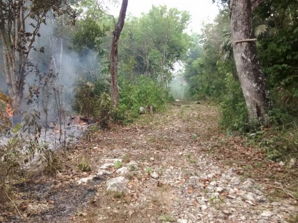 Conafor reporta cinco incendios activos en Quintana Roo con 635 hectáreas dañadas