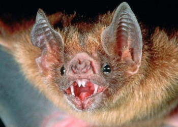 “Vampiros”; la plaga de la rabia que amenaza Chetumal