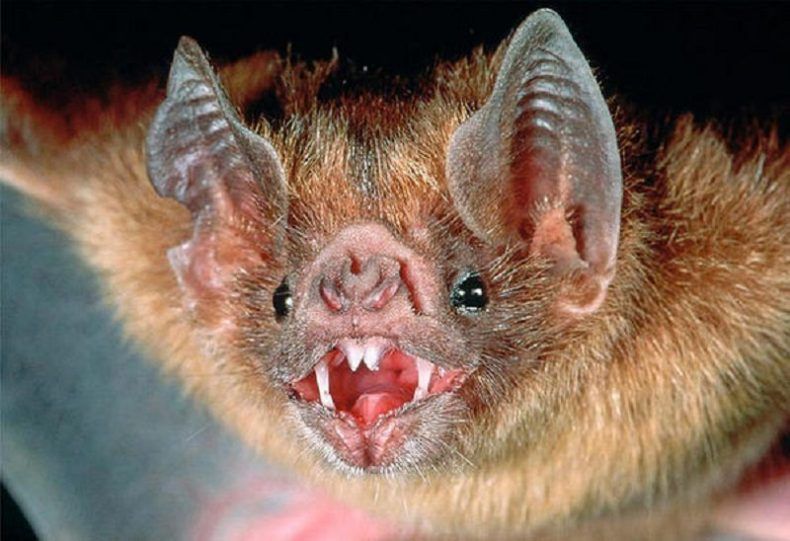 “Vampiros”; la plaga de la rabia que amenaza Chetumal