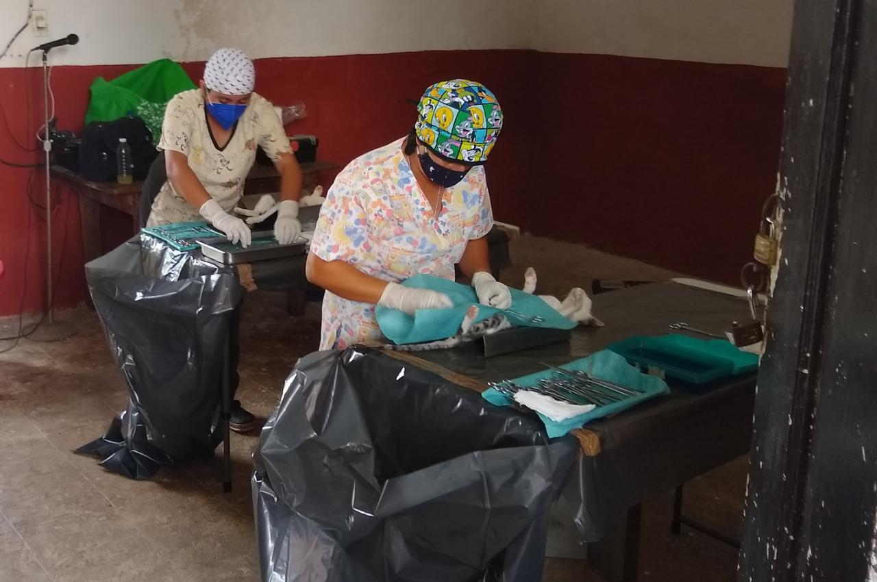 Respuesta ciudadana positiva en campañas de esterilización implementadas en 4 comisarías