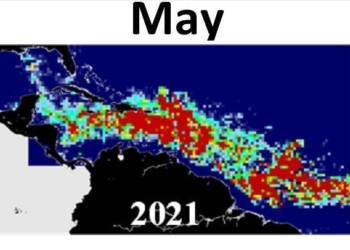 3700 toneladas de sargazo acechan y amenazan las playas del Caribe Mexicano