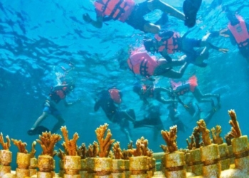Alltournative destaca la labor que hace en la protección de los arrecifes de coral
