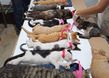 Ayuntamiento de Puerto Morelos controla población de gatos