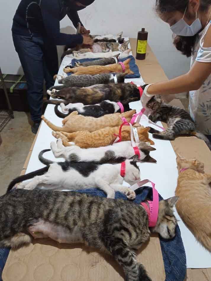 Ayuntamiento de Puerto Morelos controla población de gatos