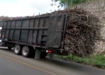 Productores de Caña de Azúcar terminan cosecha con 42 mil toneladas
