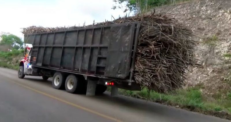 Productores de Caña de Azúcar terminan cosecha con 42 mil toneladas