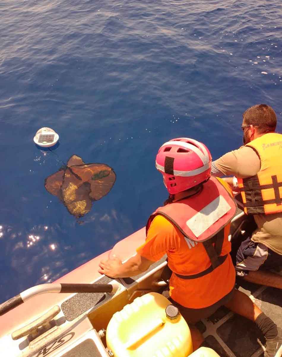 SEMAR y Universidad de Baja California liberan sondas en aguas de Q.Roo dentro de estrategia contra sargazo