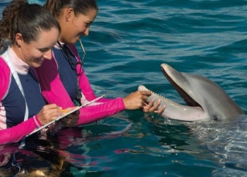 The Dolphin Company anuncia su adhesión a iniciativa en defensa de las mujeres