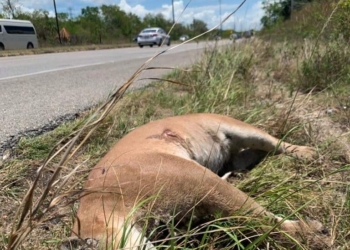 Arrollan a puma que cruzaba carretera Playa del Carmen-Tulum