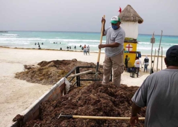 La Zofemat de Cancún recolecta miles de toneladas de sargazo desde mayo y espera llegada masiva del alga