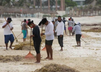 La Zofemat de Cancún recolecta miles de toneladas de sargazo desde mayo y espera llegada masiva del alga