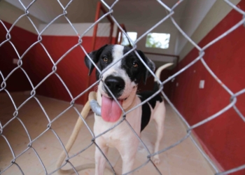 Playa del Carmen cuenta con dos albergues para animales rescatados